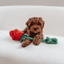 Product image of Youly Valentine's Day Rose Rope Dog Toy