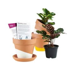 Product image of Horti Plant Subscription