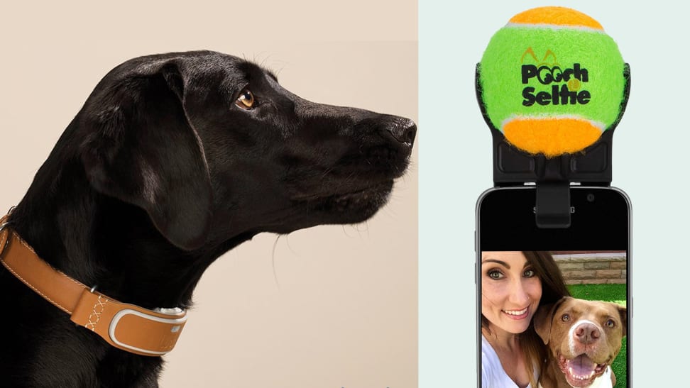 10 tech gadgets your dog will love
