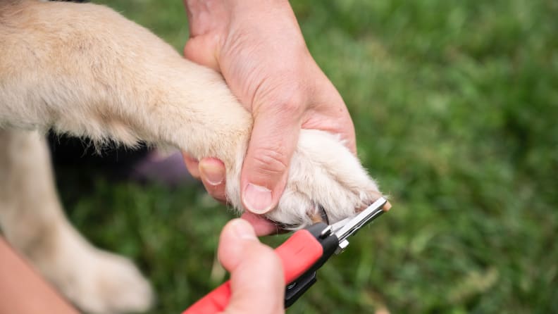Dog Nail Grinder with LED Light & 3-Speed USB Rechargeable Cordless Electric  Pet Nail Trimmer Powerful & Safe Nail Clippers File Painless Paw Grooming  Tool for Dogs and Cats - Walmart.com