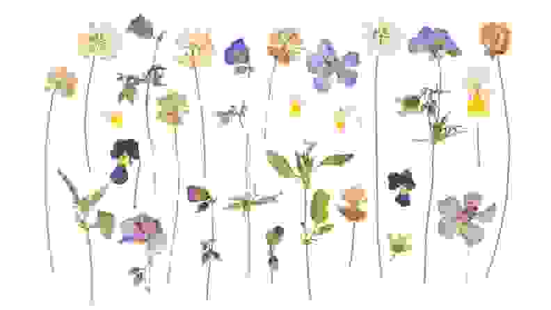 a variety of pressed flowers against white background