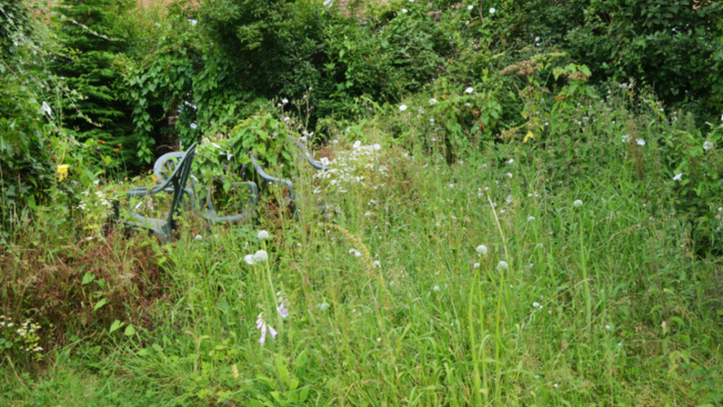 Yard with overgrown grass and bushes