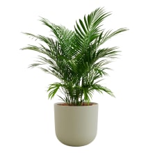 Product image of Large Cat Palm