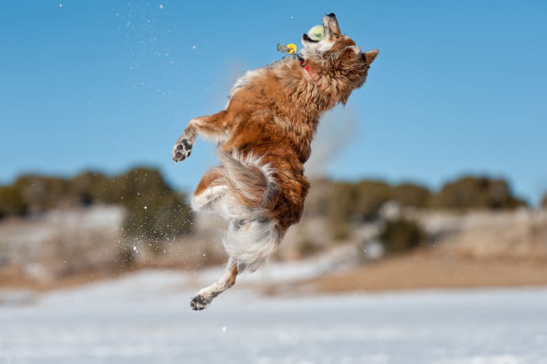 A good zoom can help make sure you get the shot, even with a fast-moving subject.