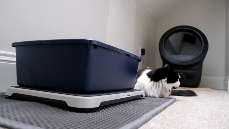 A cat sitting between a Petivity and a Litter-Robot 4.