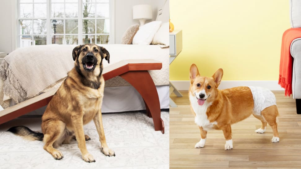 A pup in front of a ramp next to a dog in a diaper