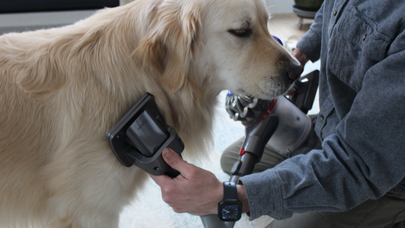 A Golden Retriever being brushed using the Dyson Pet Grooming Kit