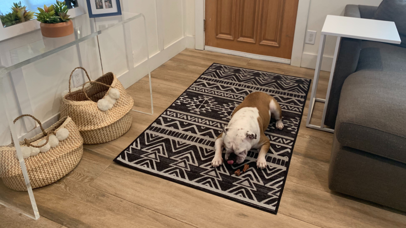 Bulldog playing on Ruggable rug next to couch and storage baskets