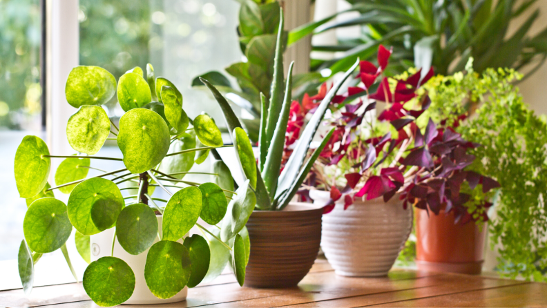 Different plants on a windowsill