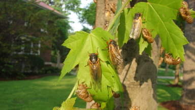 Cicadas on leaves of tree, lawn and house in background