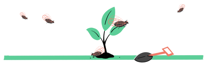 An illustration of cicadas swarming a newly planted sapling.