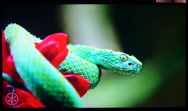 Sharp LC65UB30U blue tint cyan snake 4K