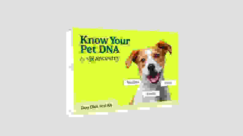 dog dna kit on beige background