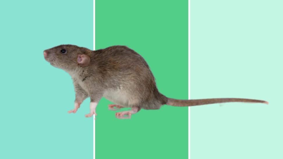 How to Get Rid of House Mice