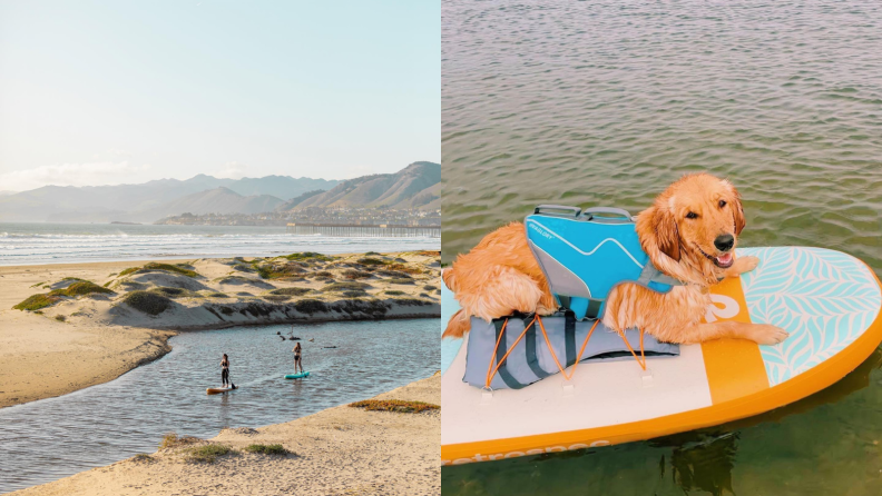 Dog on a paddleboard.