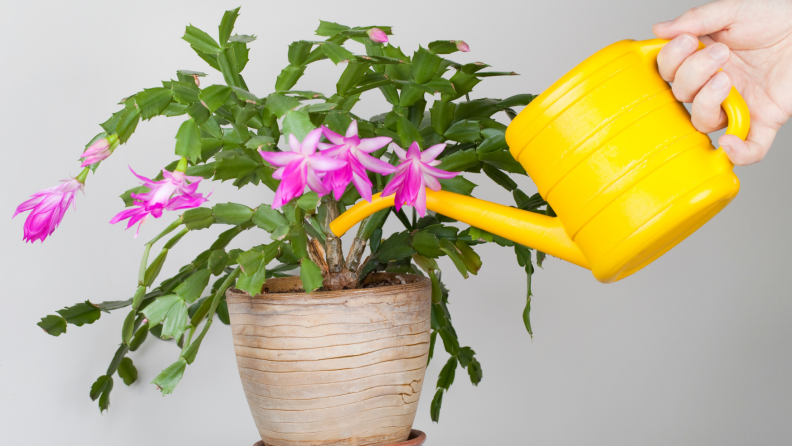 Watering a Christmas cactus
