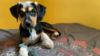 Mixed-breed puppy resting on a dog bed after doing a dog DNA test.