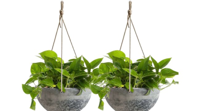 hangingplanter