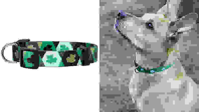 Shamrockcollar.