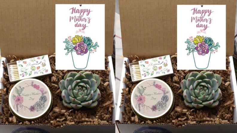 succulent gift box