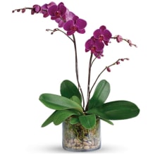 Product image of Teleflora Orchid