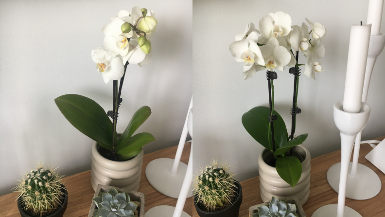 Left: A white orchid on a shelf; right: the same white orchid three months later, still blooming.