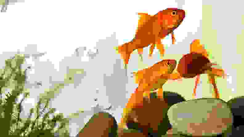 Three goldfish inside a small aquarium.