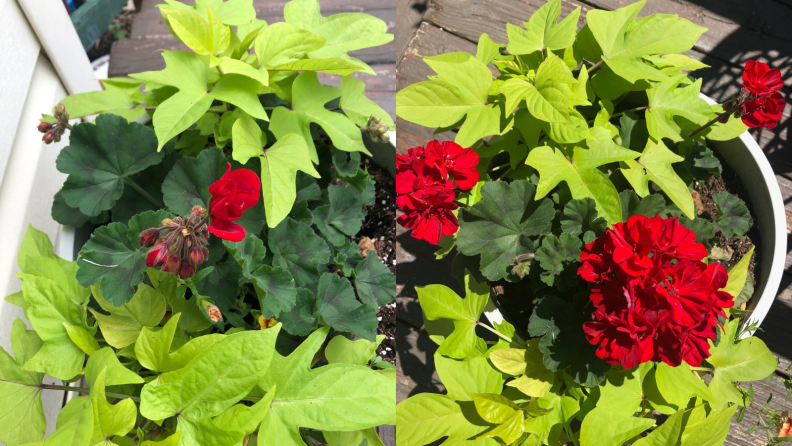 Red geraniums.