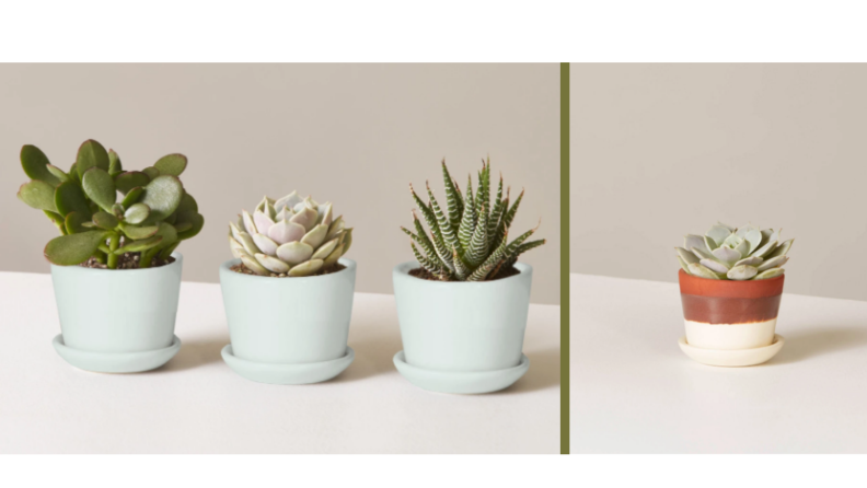 Four succulents in colorful pots.