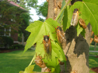 Cicadas on leaves of tree, lawn and house in background
