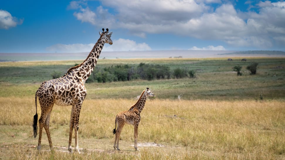 A giraffe and a calf in a savannah