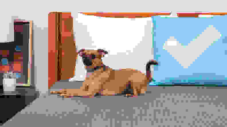 A dog sitting on the Tuft & Needle Mint hybrid mattress.