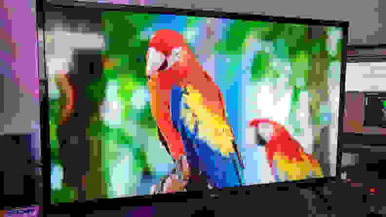 The TCL 3-Series displaying colorful parrots