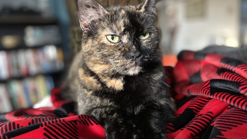 An image of a proud cat sitting on a plaid blanket.