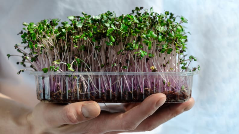 Details about   Seed Sprouter Tray Sprouting Seeds Kits Growing Sprouts Micro Greens with Soi... 