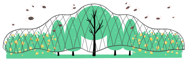 Illustration of cicadas swarming around trees, bushes, and flowers covered in garden netting