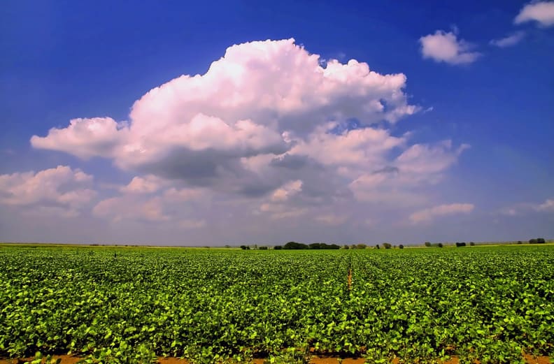 Soy (biggreymare).jpg