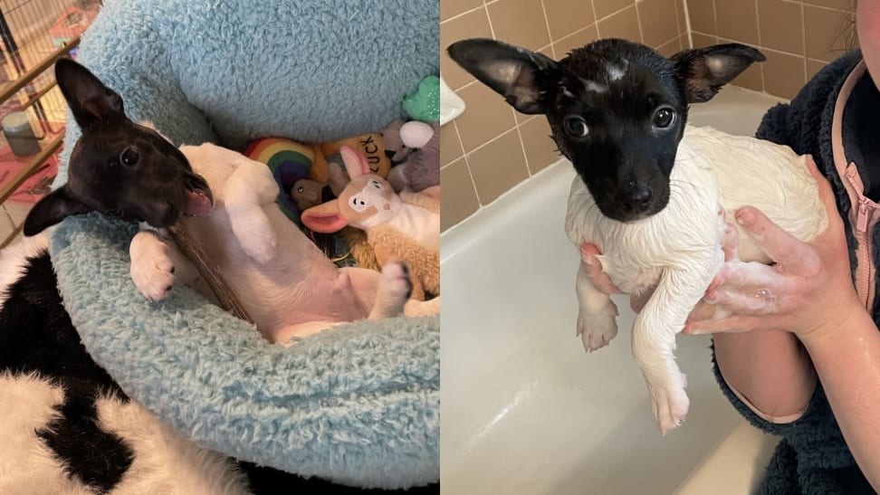 Left: Cash chewing on a Bully Stick in his Best Friends by Sheri bed. Right: Cash getting a bath with TropiClean puppy shampoo.