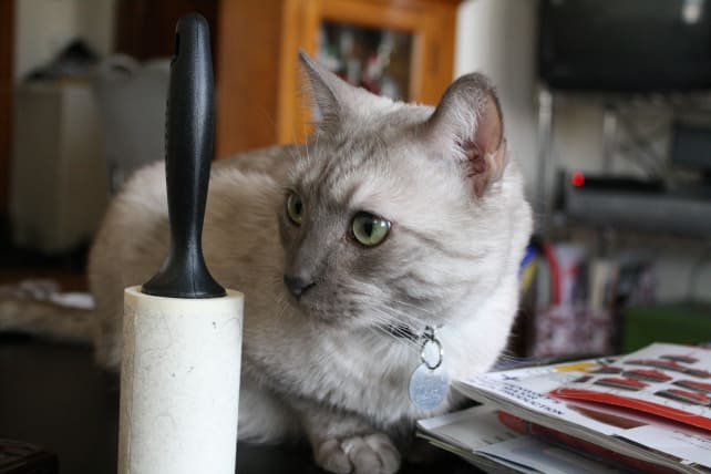 Lint Roller