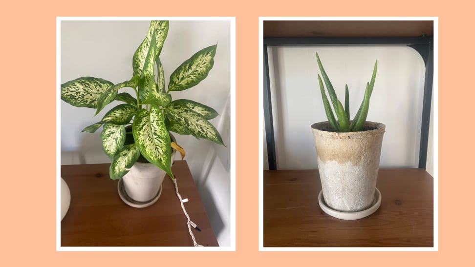 Potted Dieffenbachia and Aloe plants on top of wooden surface indoors.