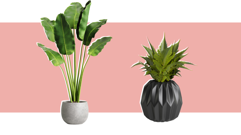 Two potted plants in black and white pots.