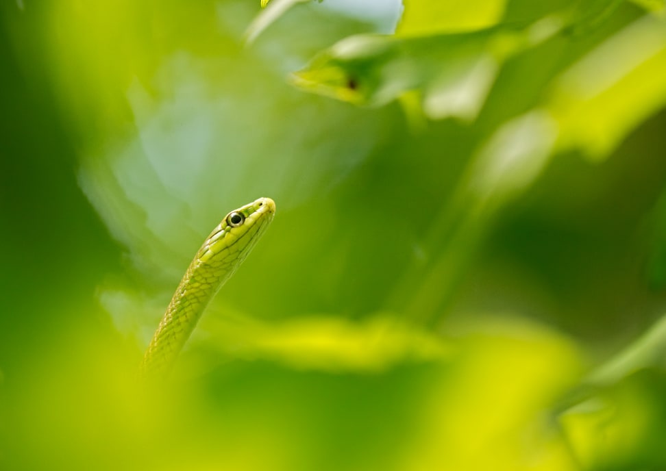 Rough Green Snake