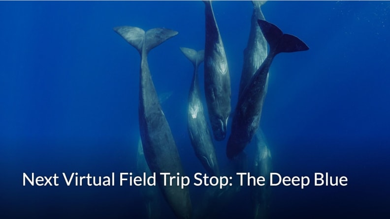 A school of fish dives downward