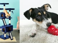 Chewy shoppers can't get enough of these amazing pet products.