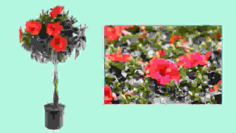Best places to buy outdoor plants online: Costa Farms Hibiscus