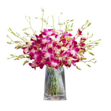 Product image of Exotic Breeze Orchids