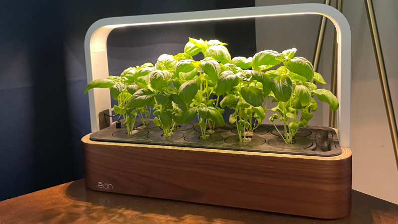 An indoor garden full of basil.