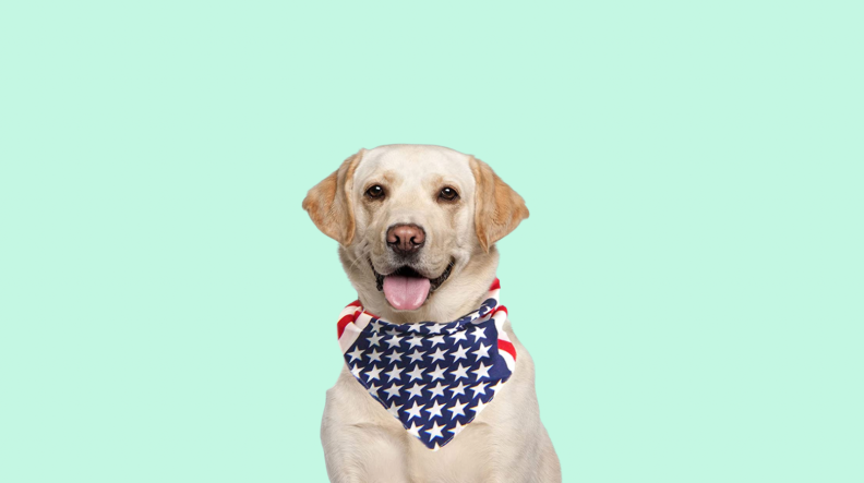 dog bandana