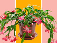 A Christmas cactus against a pink and yellow background