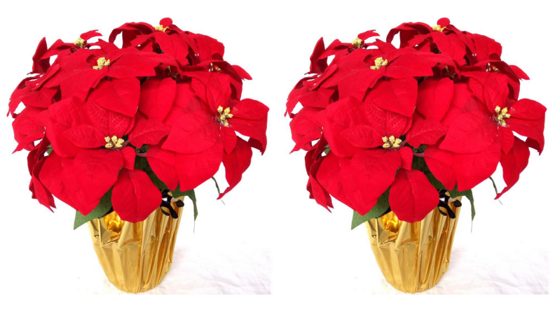 Two images of a poinsettia